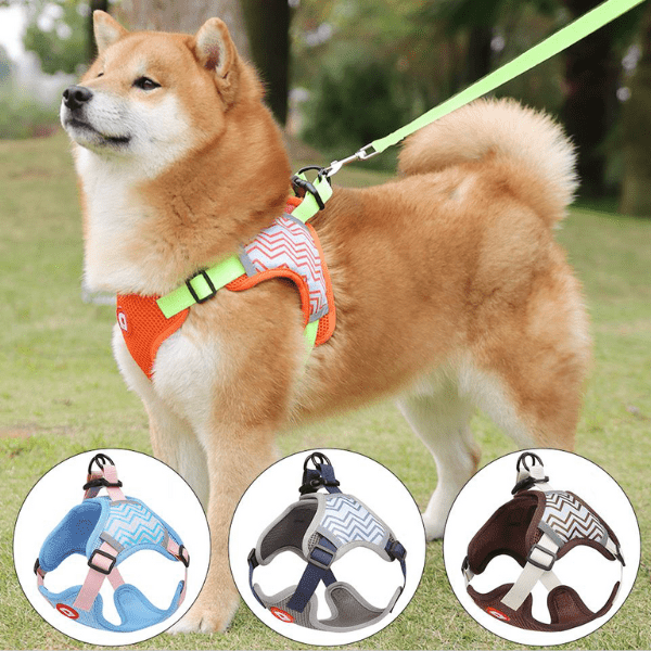 harness and leash set